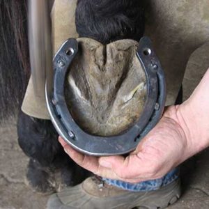 Farrier 1 Month