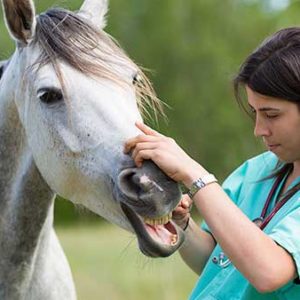 Veterinary Care 1 Month